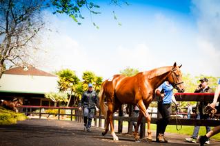 NZB's Ready to Run Sale of 2YO's